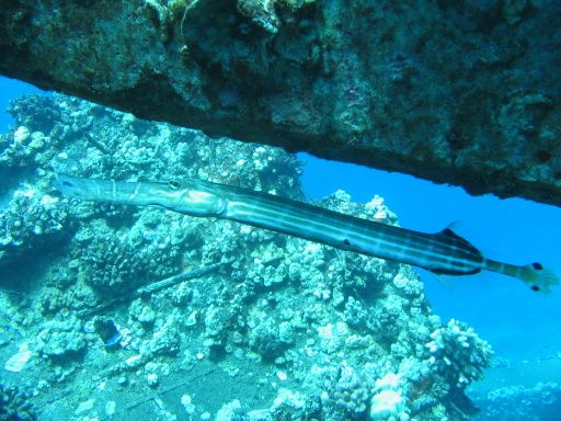 trumpet fish