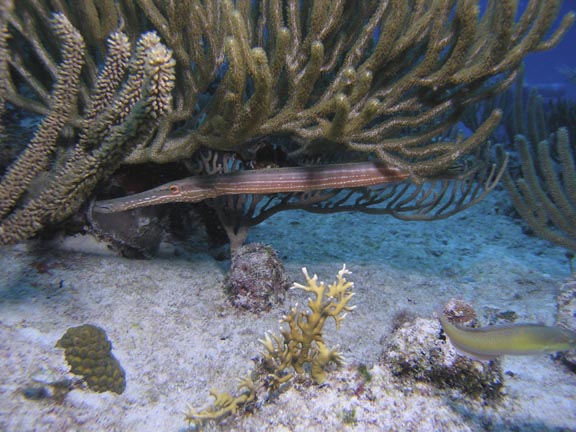 Trumpet Fish