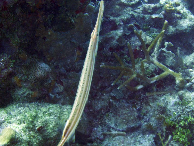 Trumpet Fish