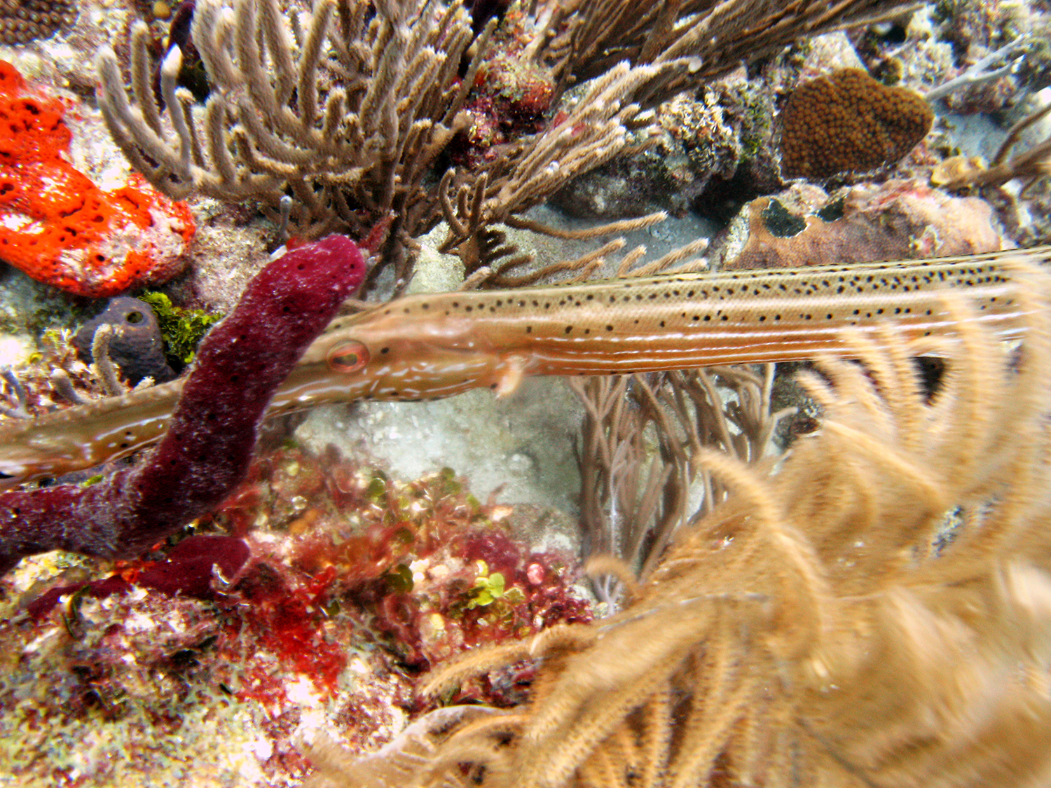 trumpet fish