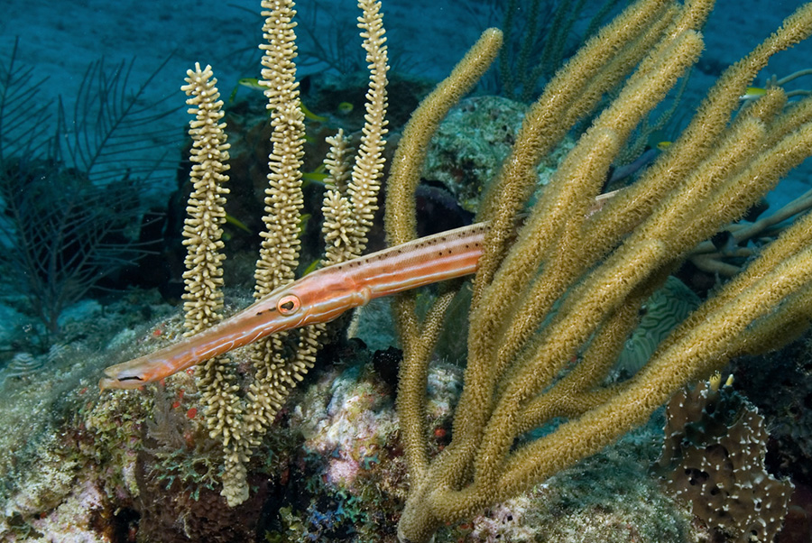 Trumpet fish