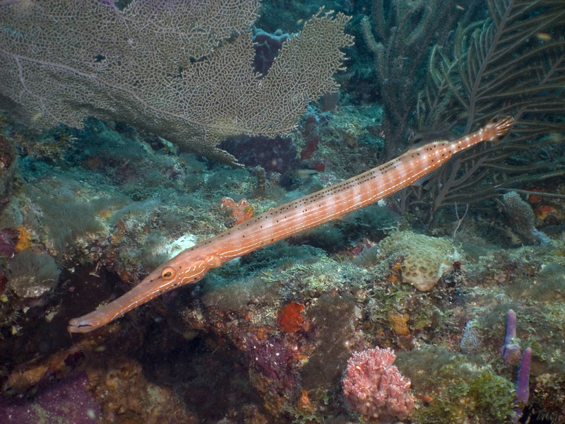 Trumpet Fish