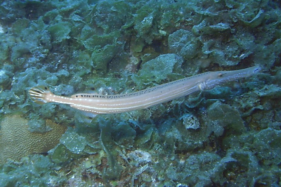 Trumpet_Fish