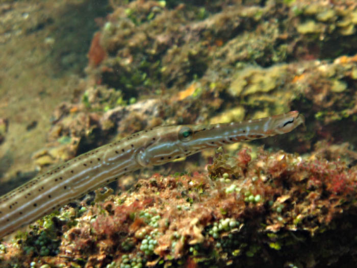 Trumpetfish 3