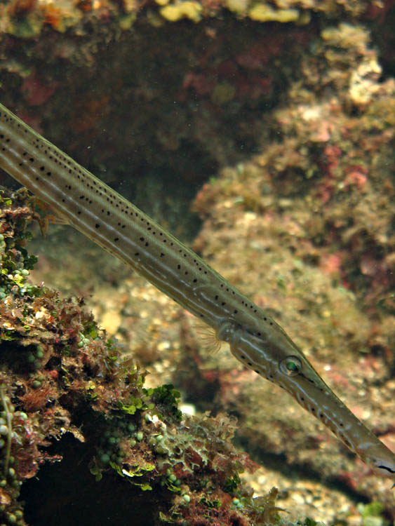 Trumpetfish 4