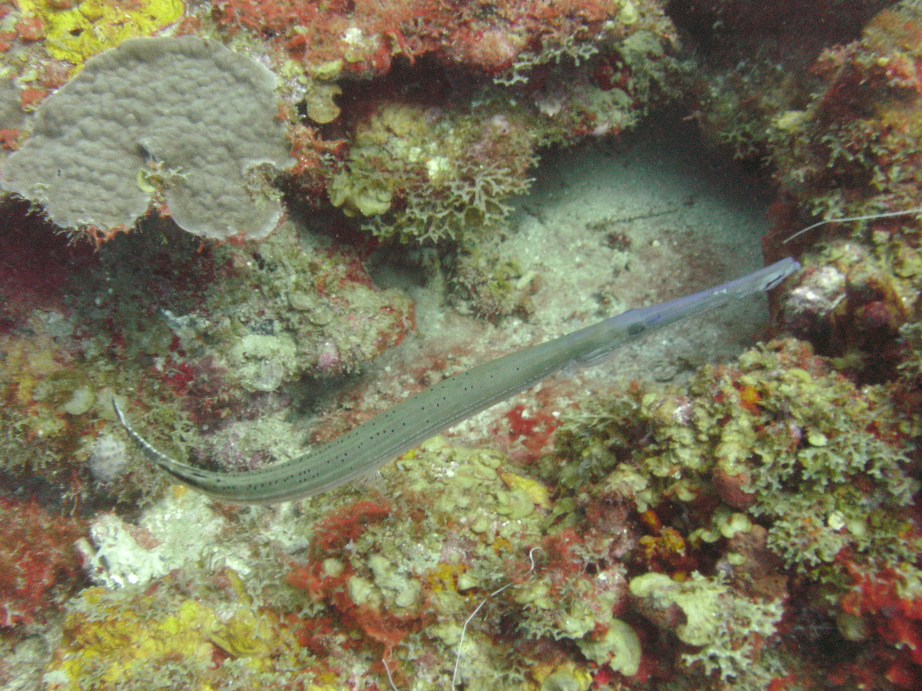 Trumpetfish (Aulostomus maculatus)