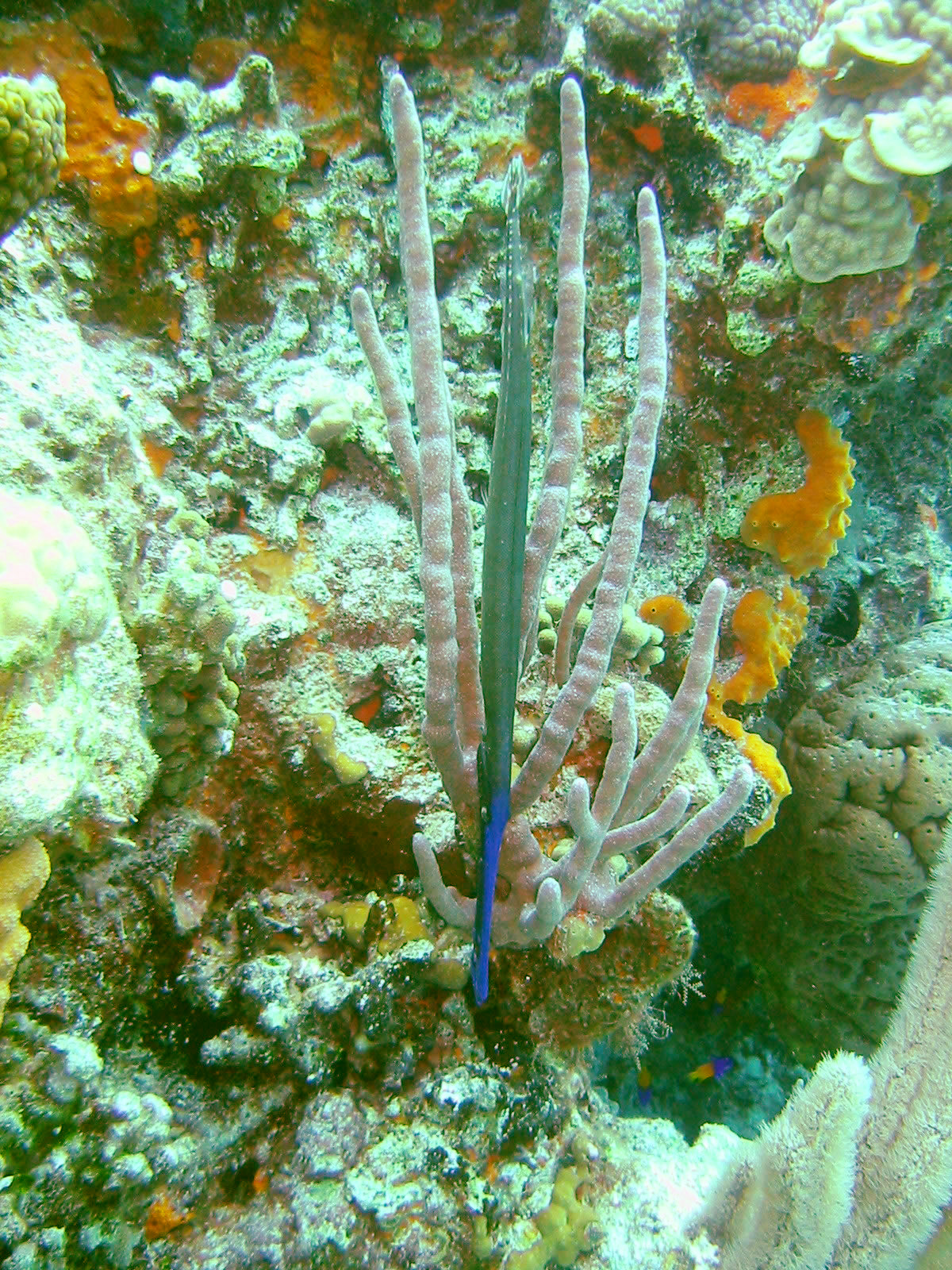 Trumpetfish Camo Style