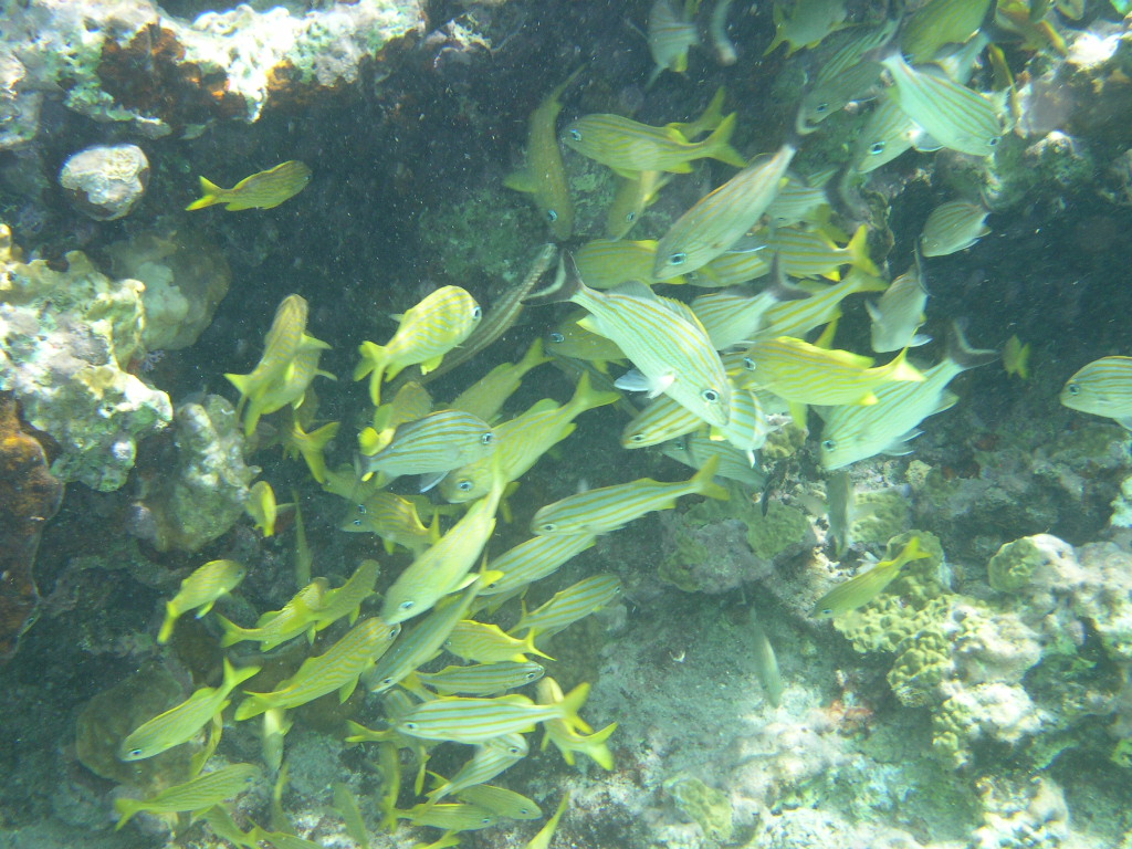 Trumpetfish hiding