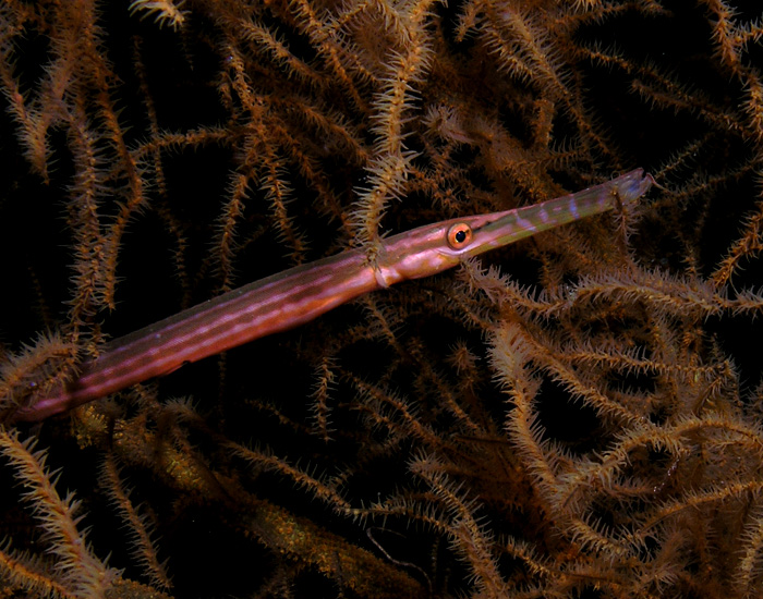 Trumpetfish in Night Colors
