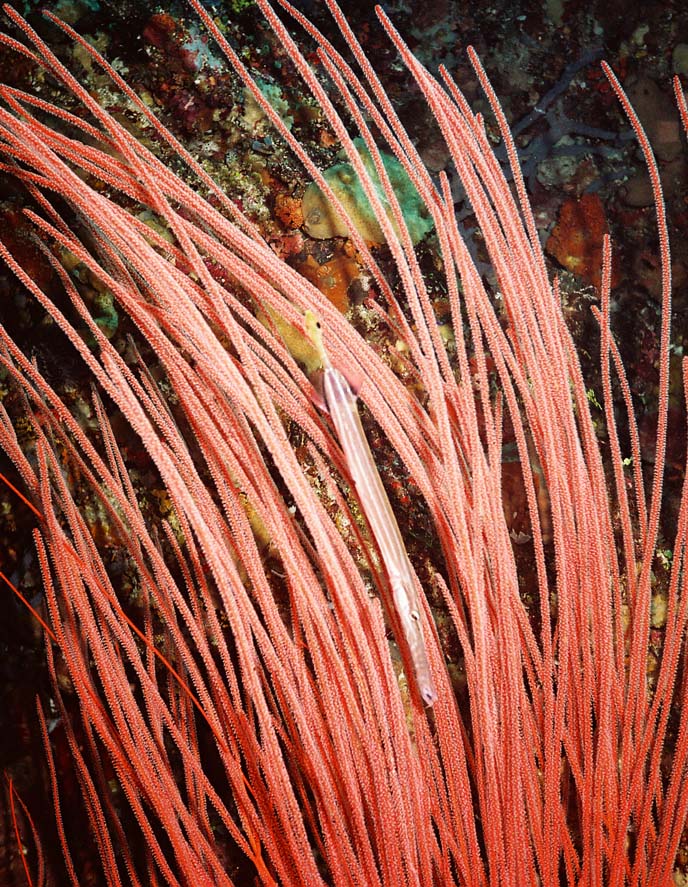 Trumpetfish in whip coral