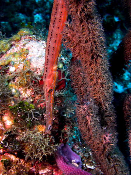 Trumpetfish.jpg