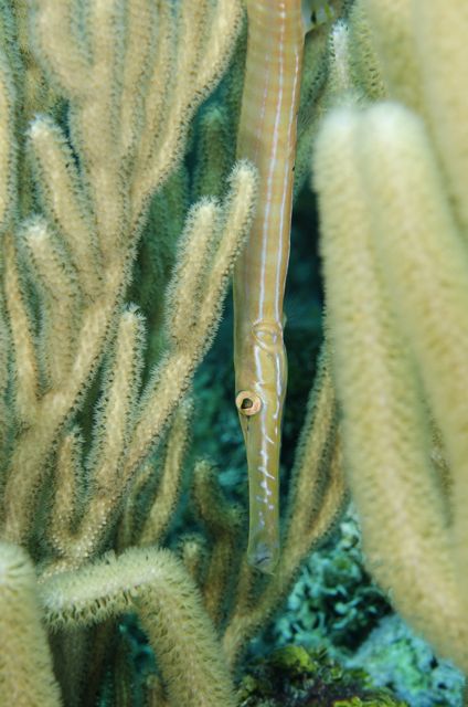 Trumpetfish trying to hide