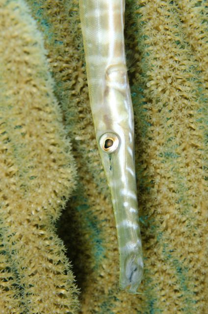 Trumpetfish trying to hide