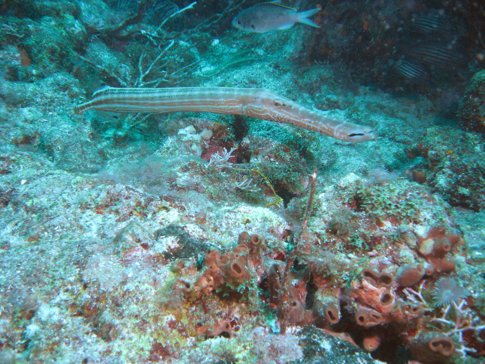 Trumpetfish