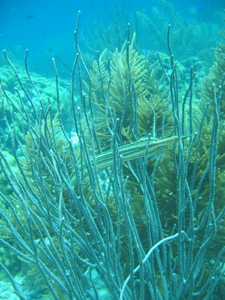 Trumpetfish