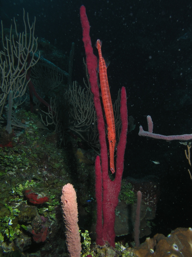 Trumpetfish