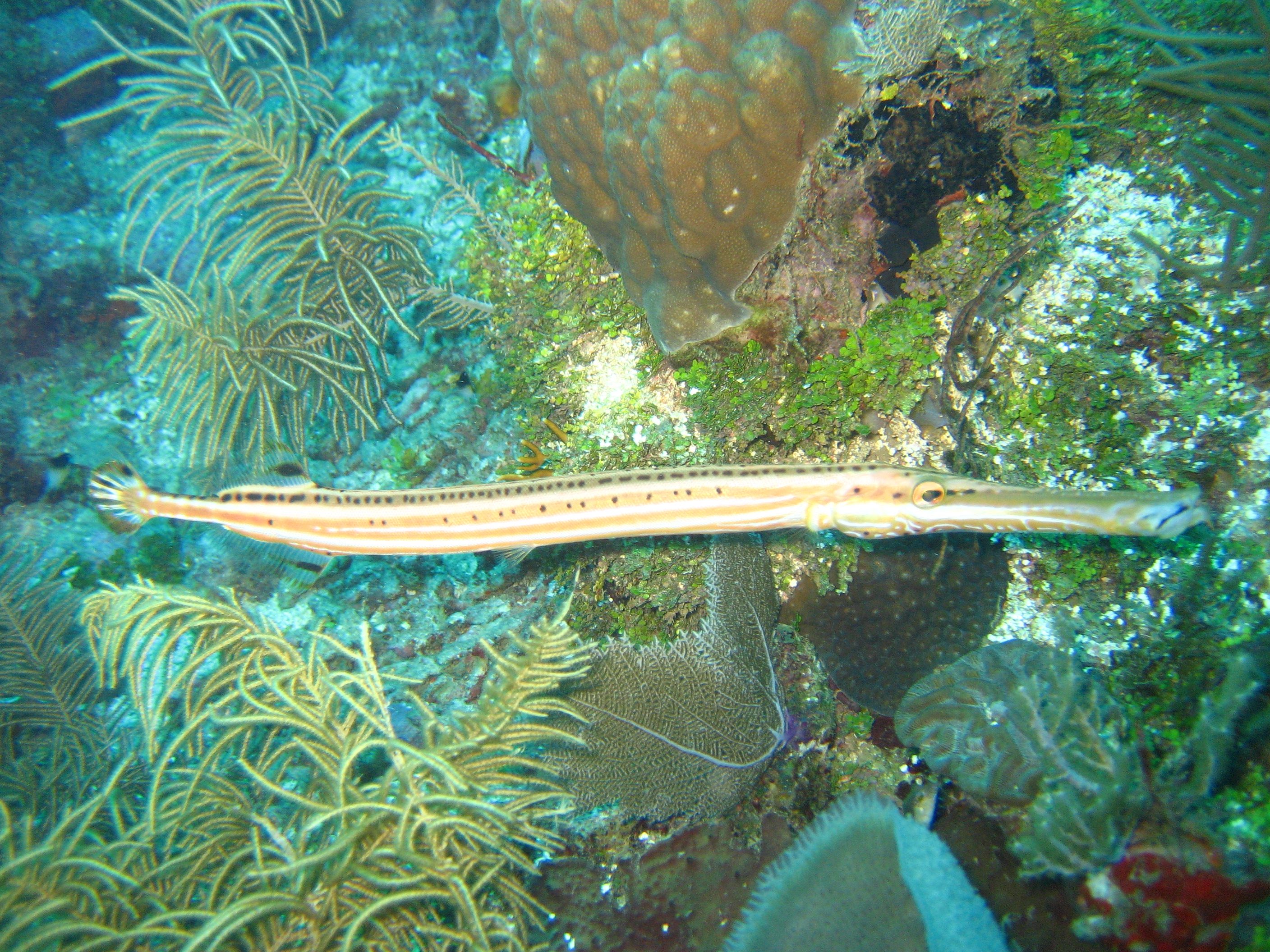 Trumpetfish