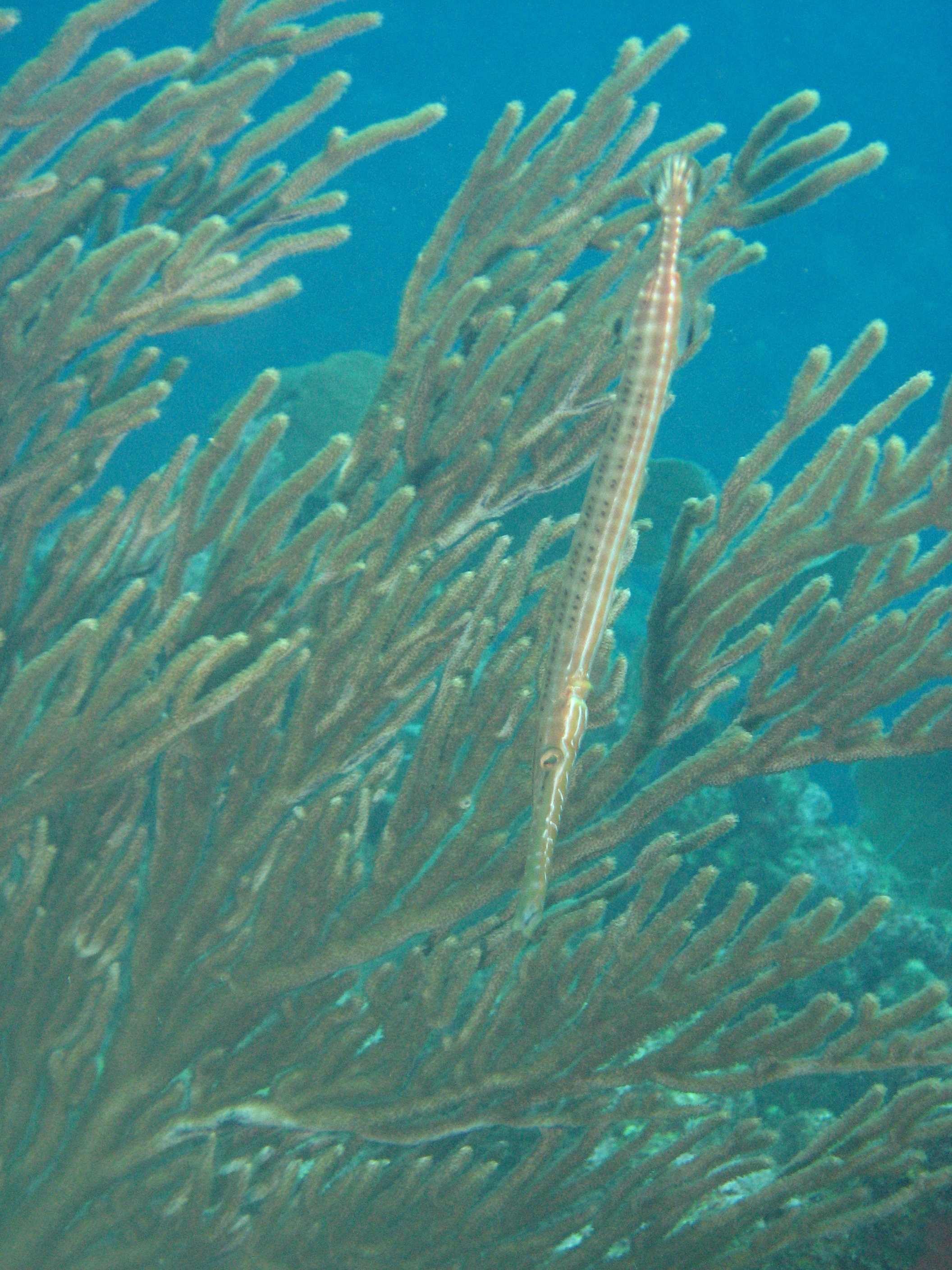 Trumpetfish