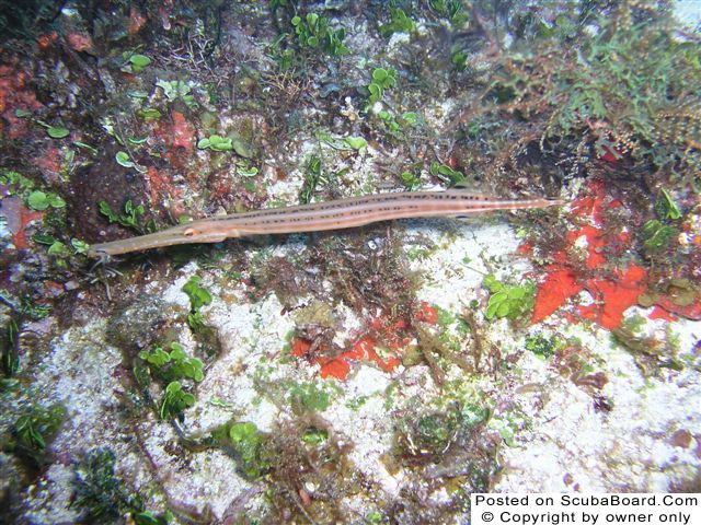 Trumpetfish