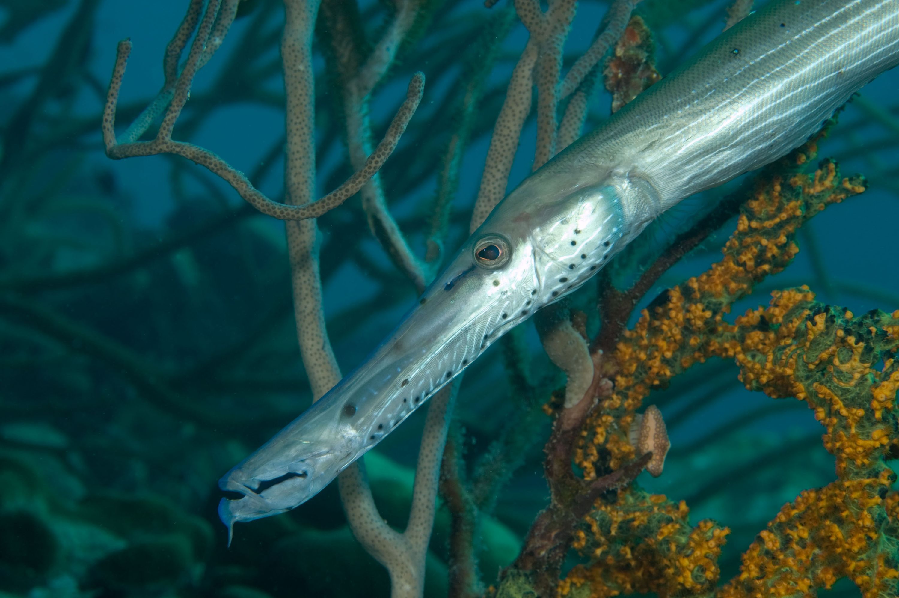 Trumpetfish