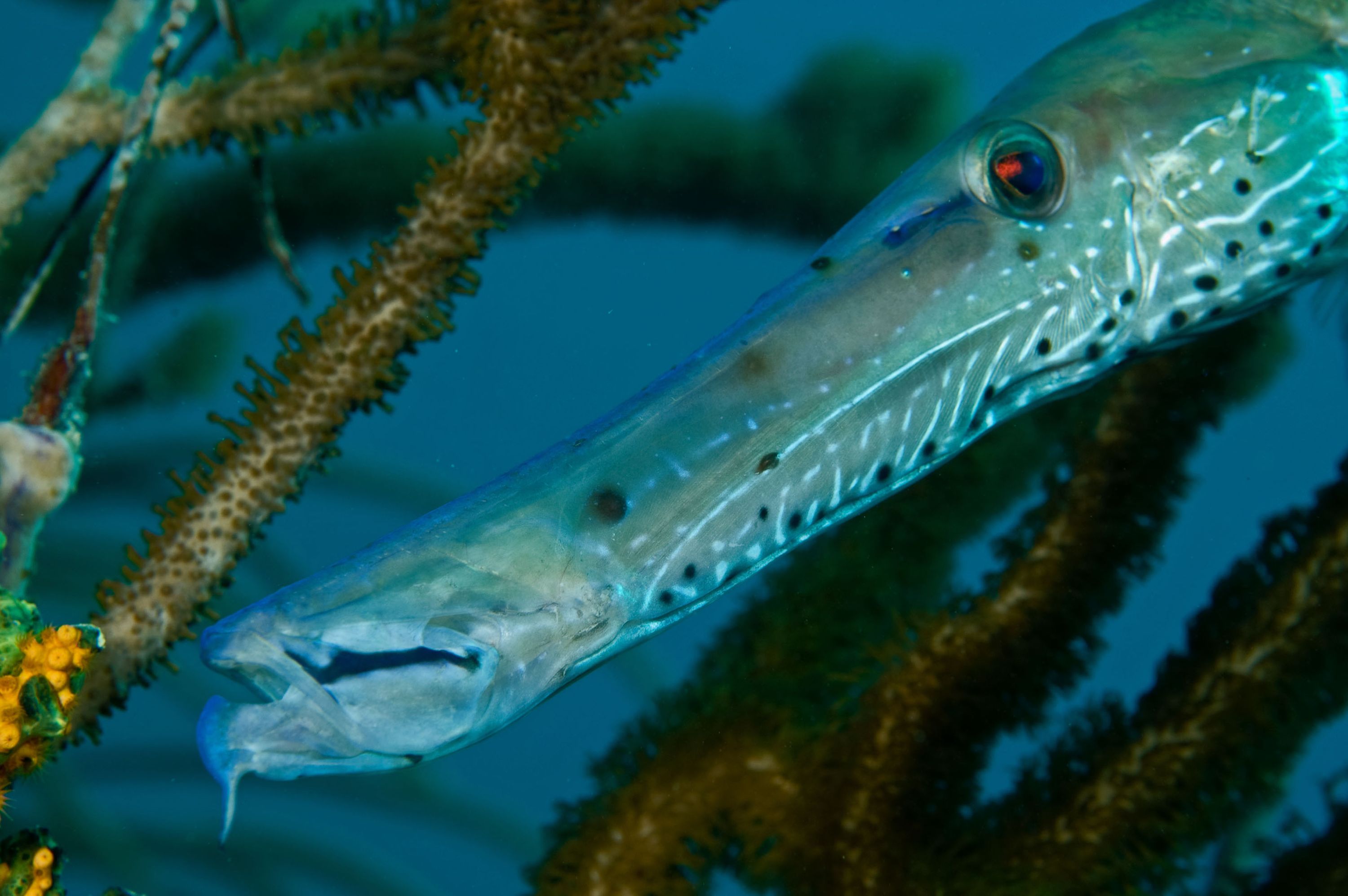 Trumpetfish