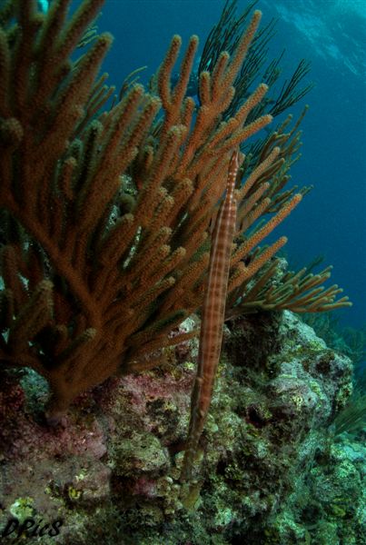 Trumpetfish