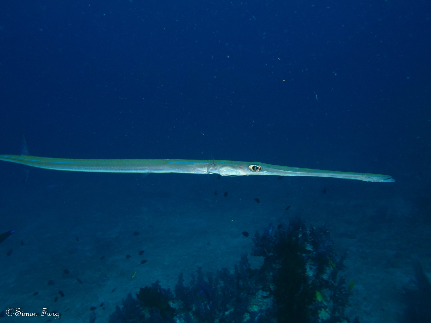 trumpetfish