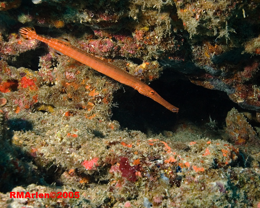 Trumpetfish