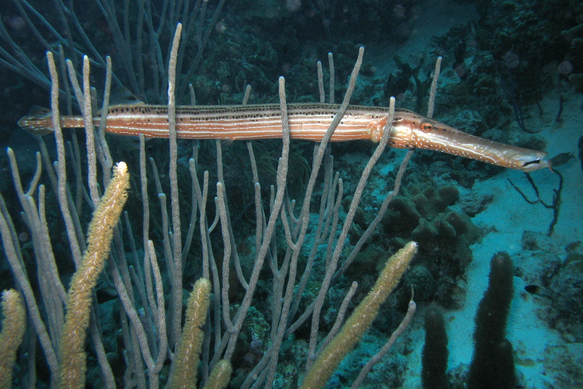 Trumpetfish