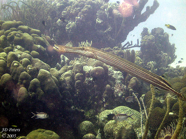 Trumpetfish