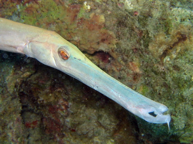 Trumpetfish