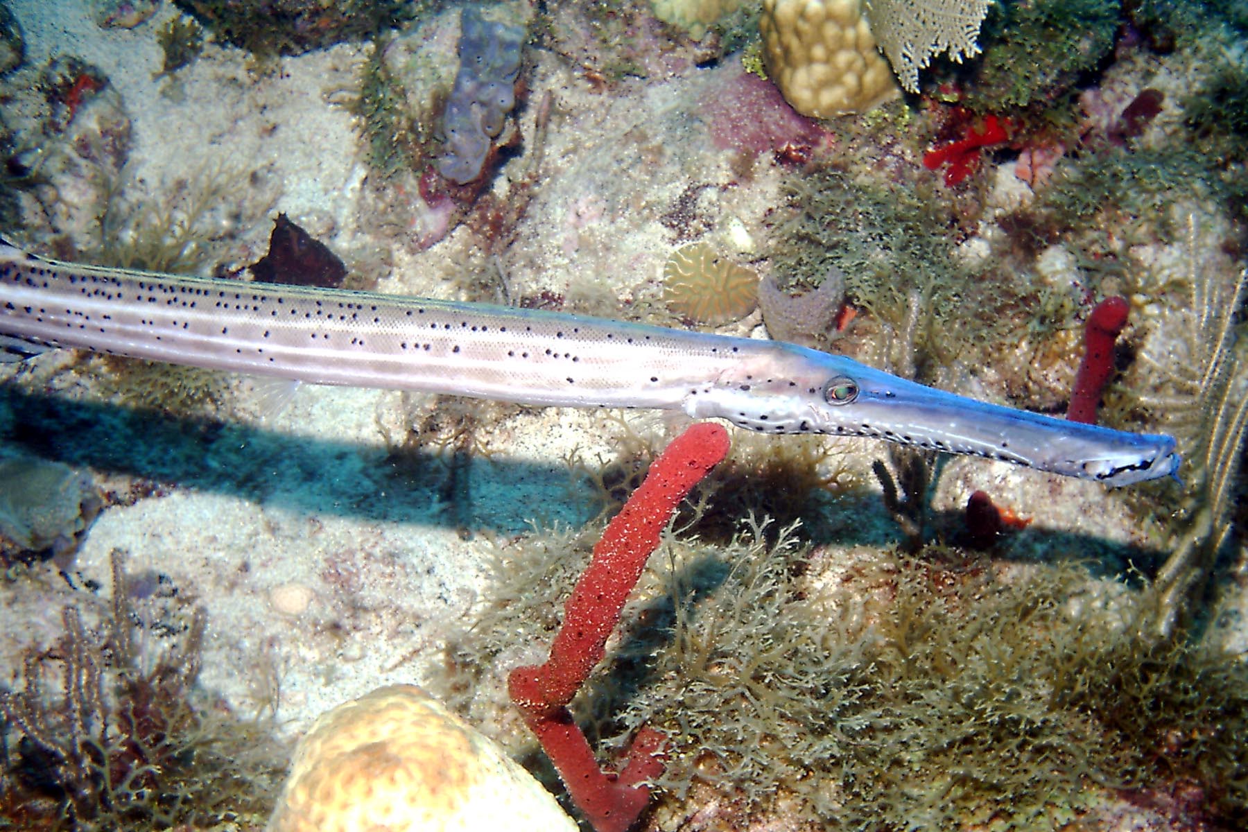 Trumpetfish