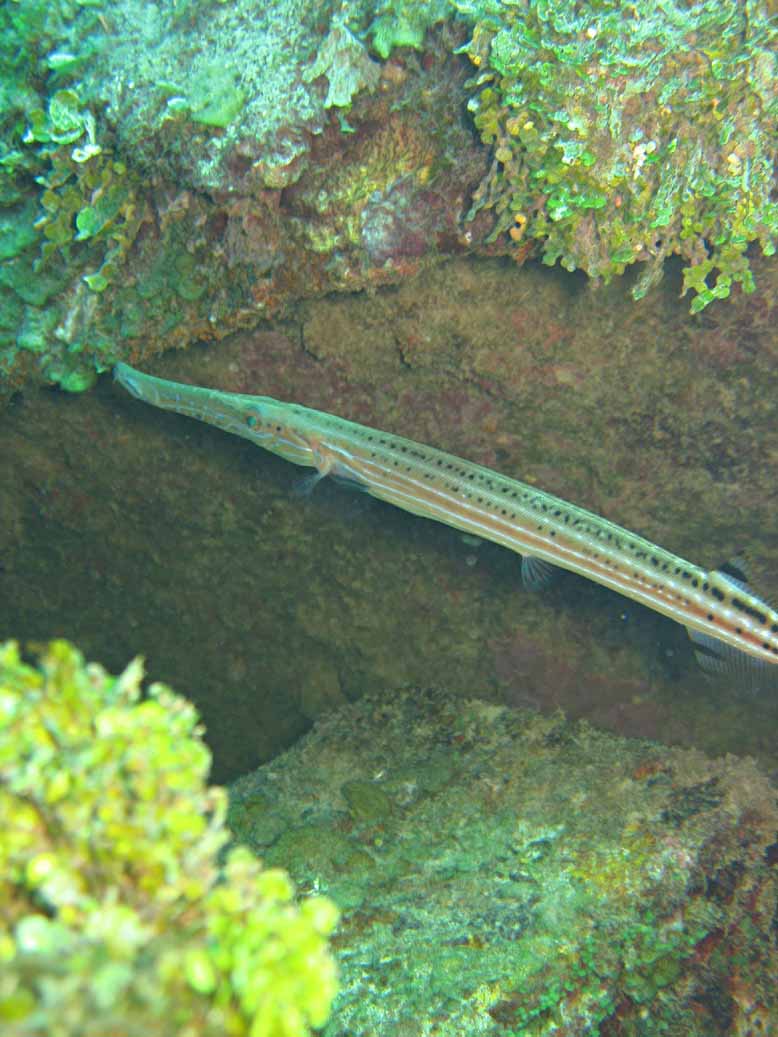 Trumpetfish