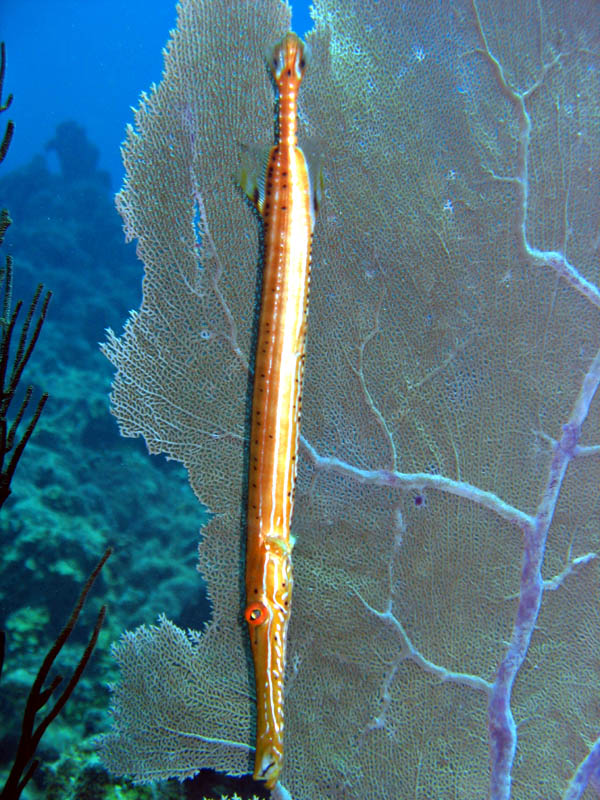 Trumpetfish