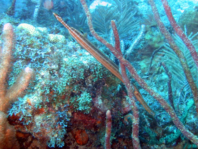 Trumpetfish