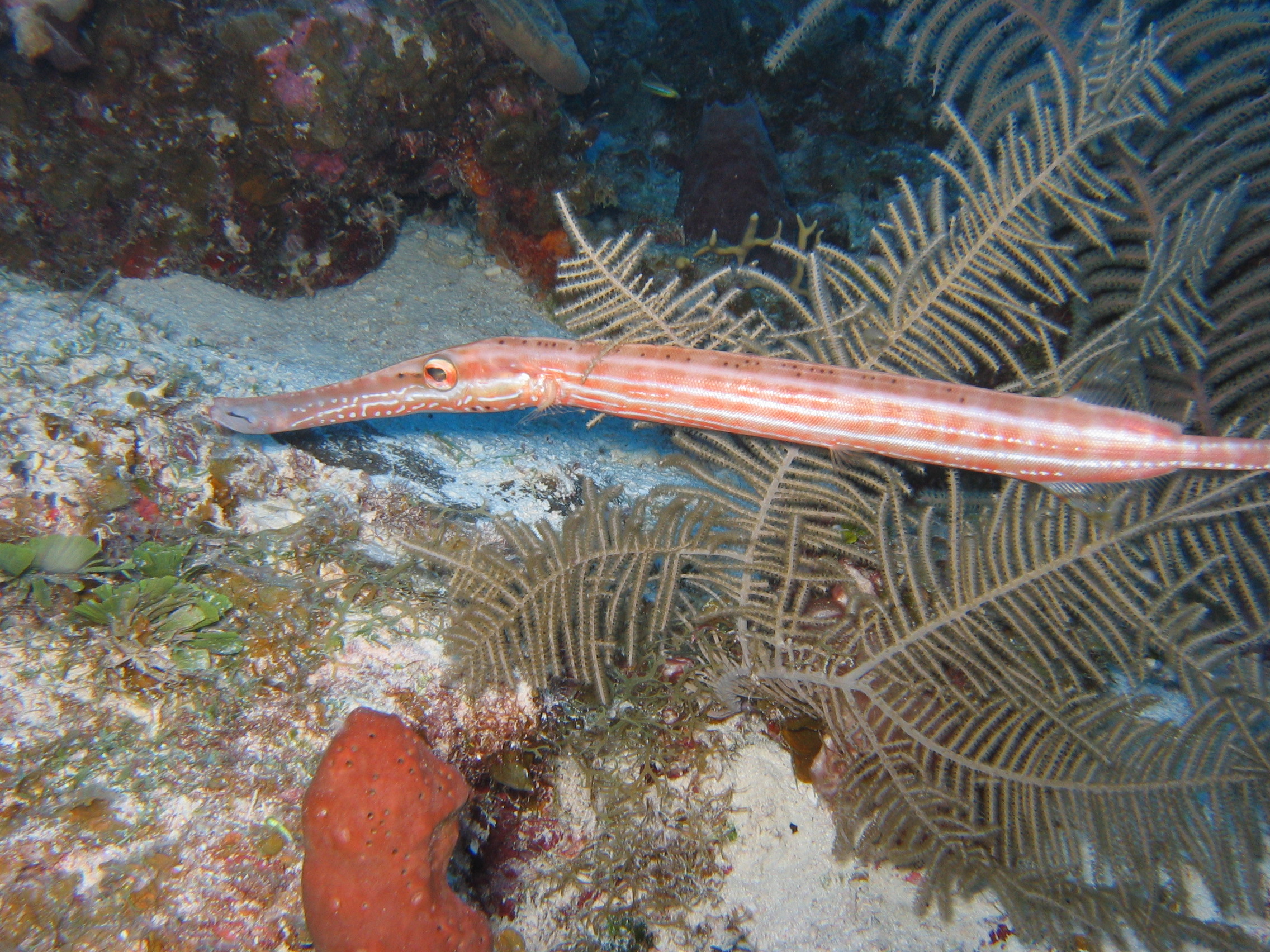 Trumpetfish