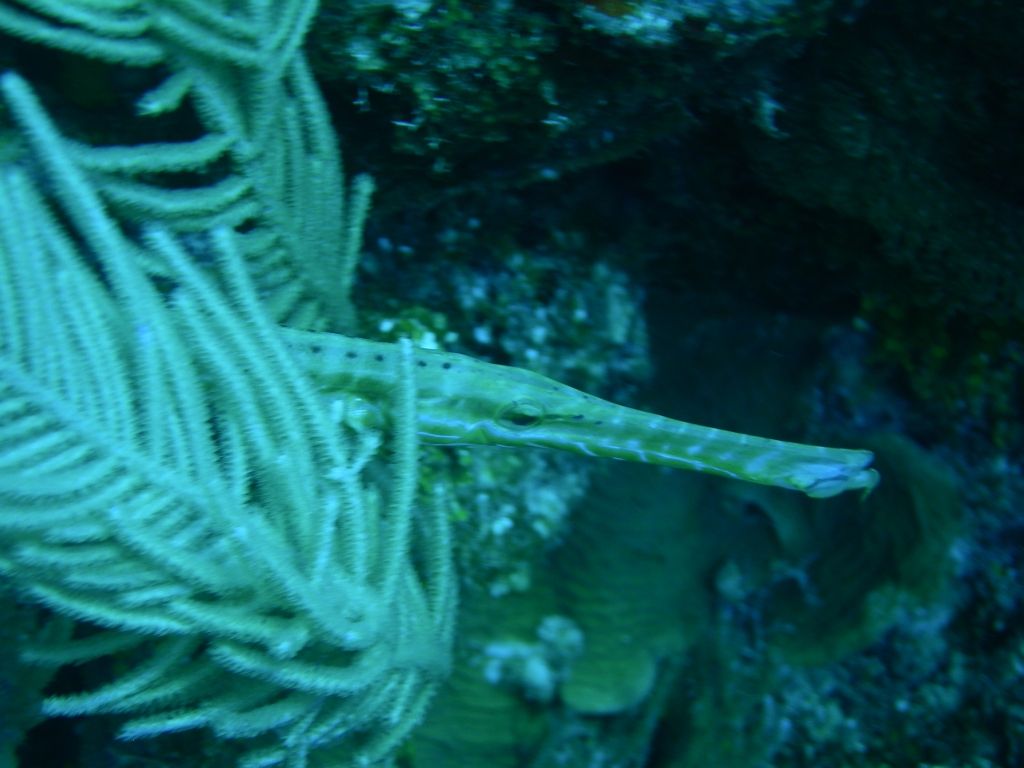 Trumpetfish