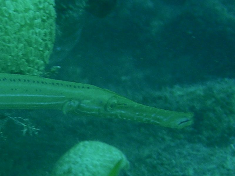 Trumpetfish