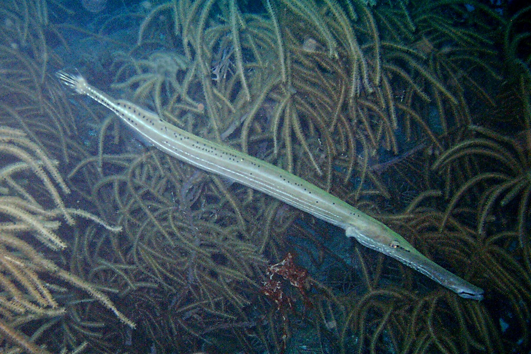 Trumpetfish