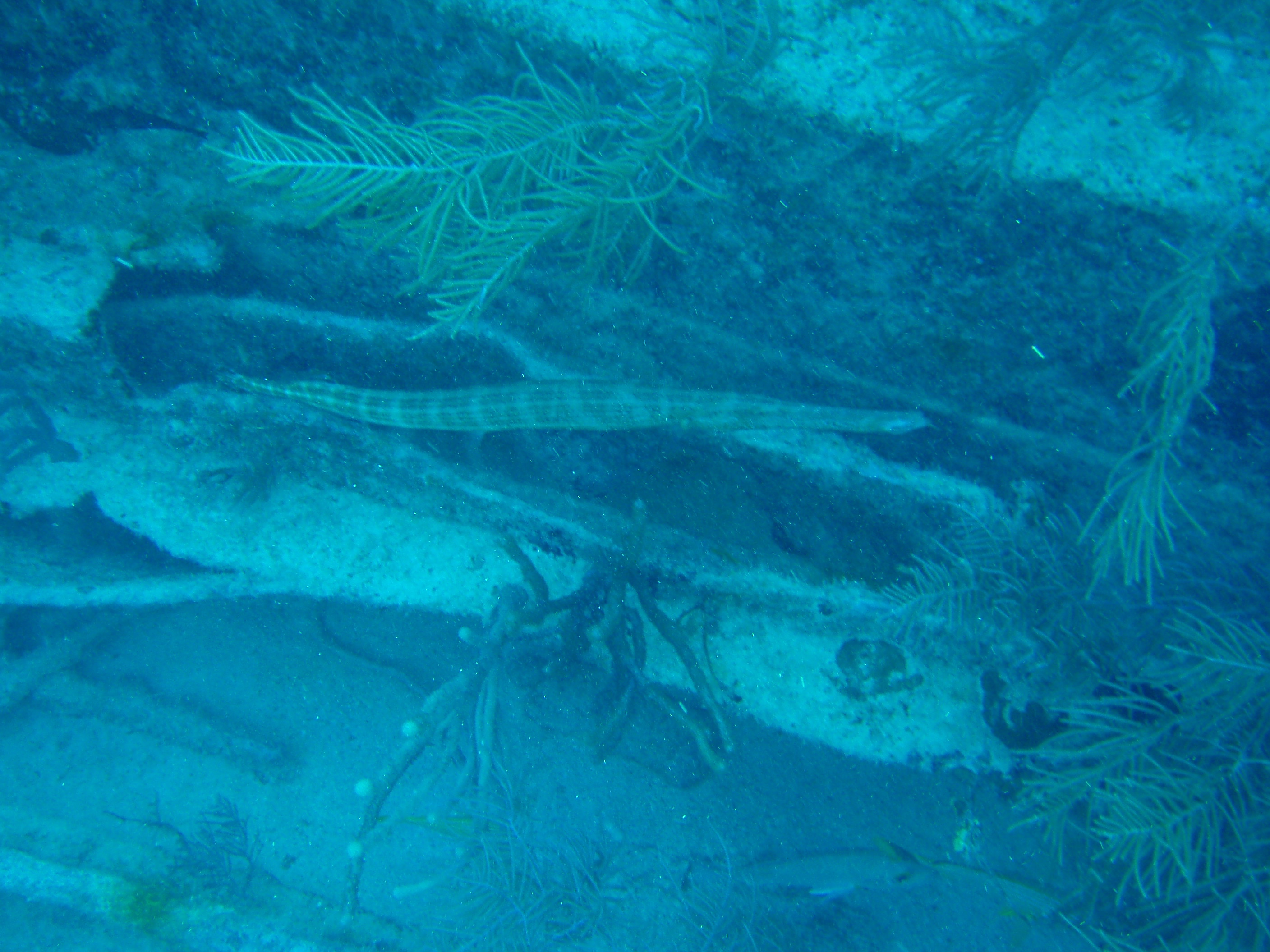 trumpetfish