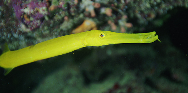 Trumpetfish