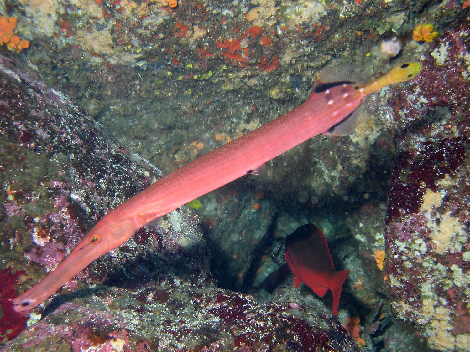 Trumpetfish