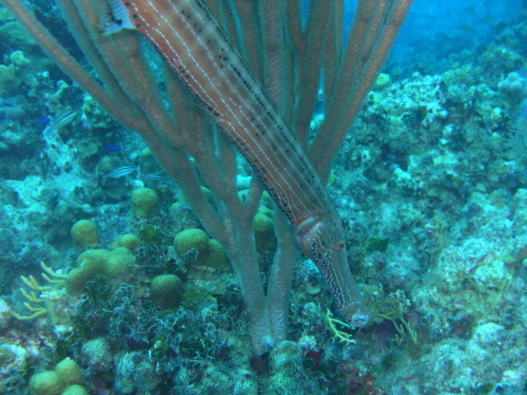 Trumpetfish