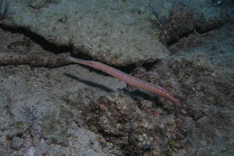 Trumpetfish_2