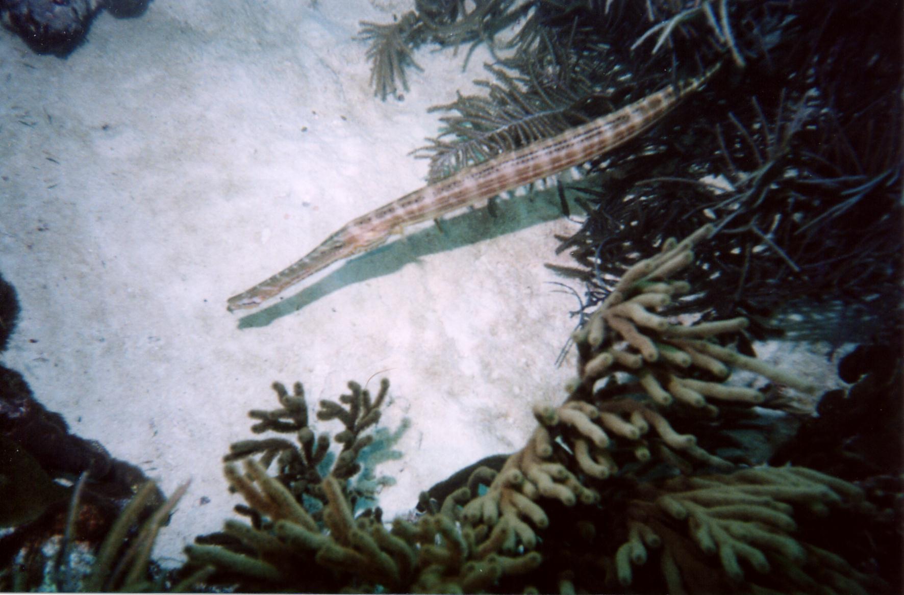 Trumpetfish_Bonaire_2004
