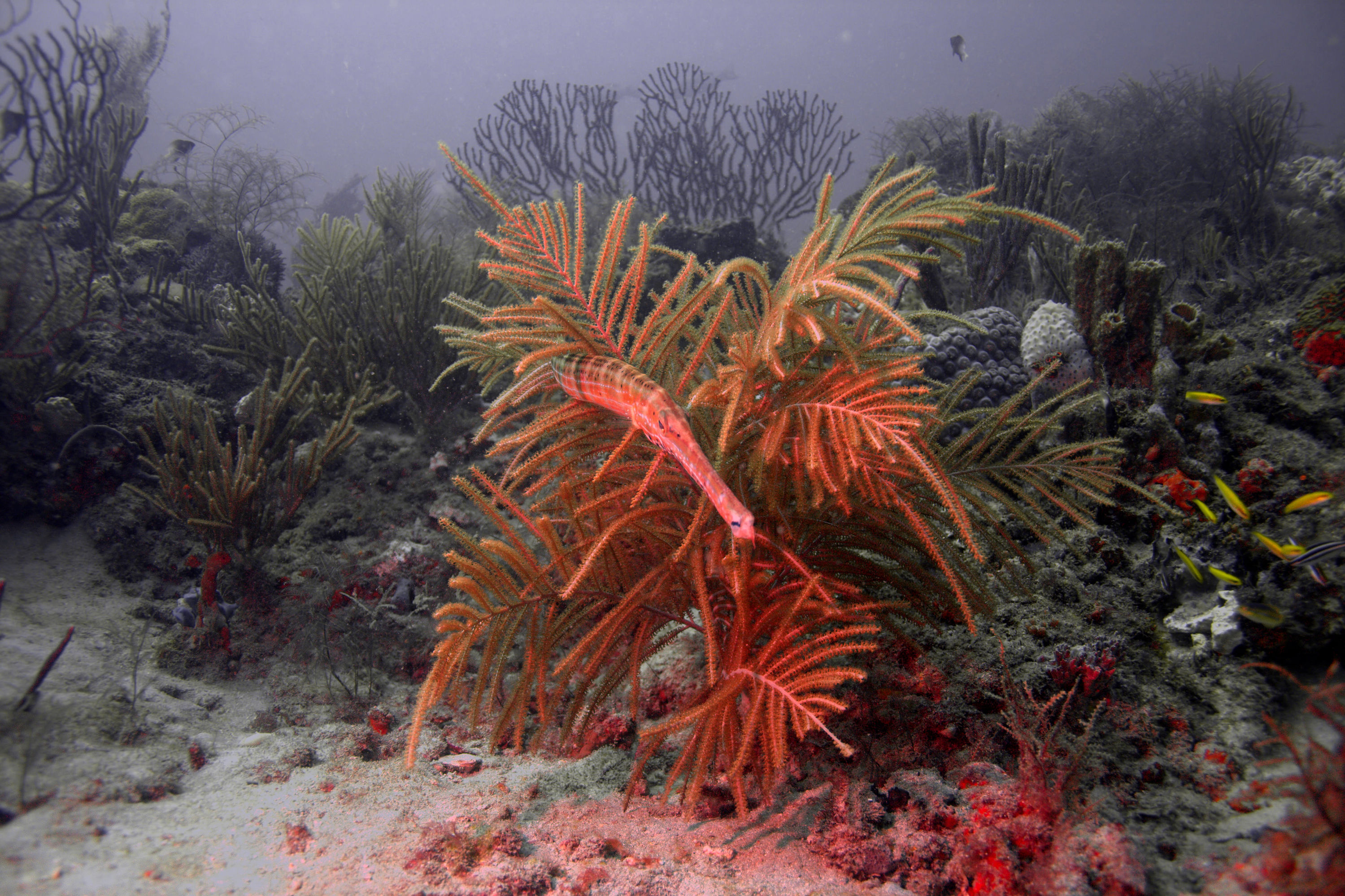 Trumpetfish_in_the_coral_1