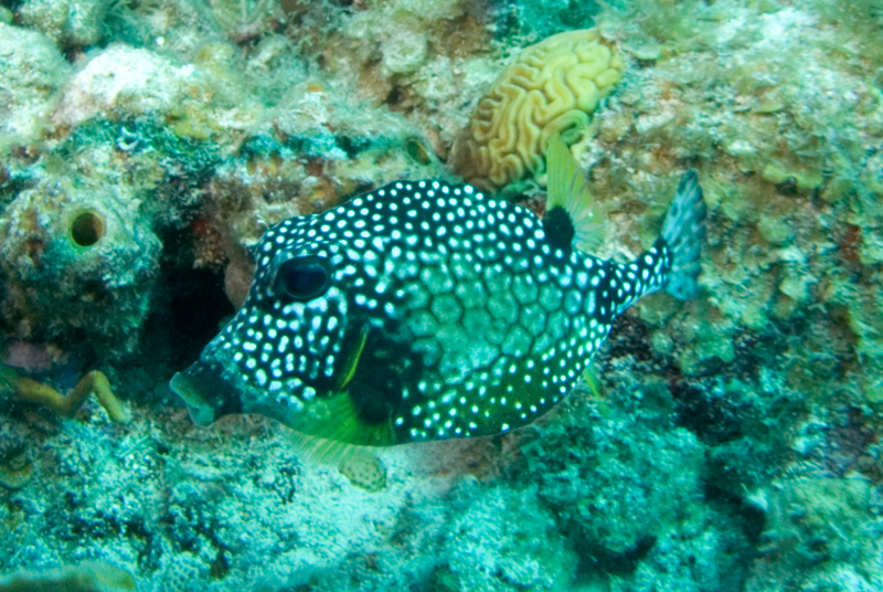 Trunk-Fish-Closeup