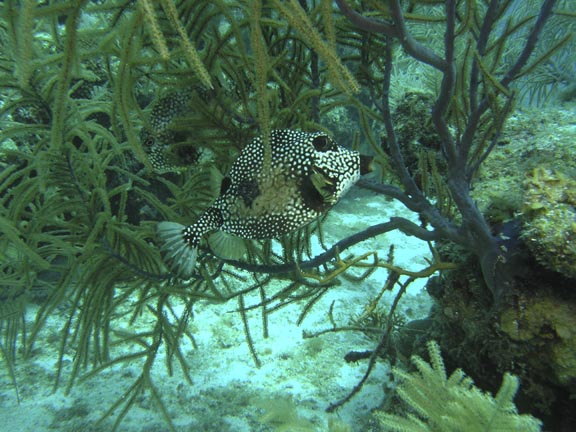 Trunk Fish Pair