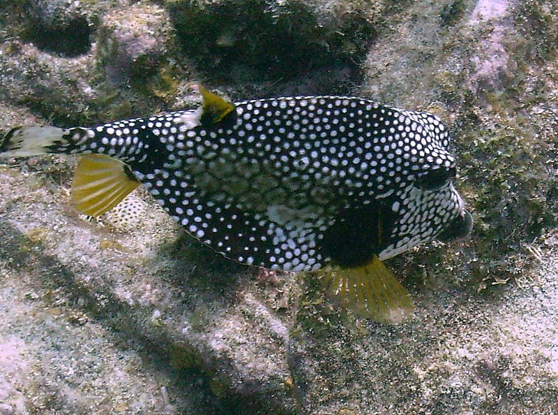 Trunk Fish