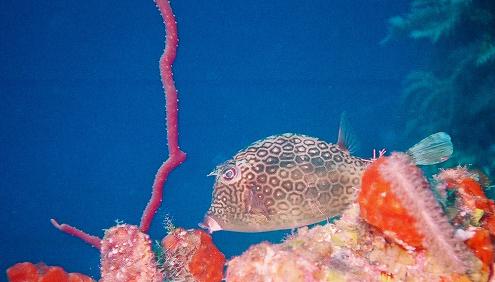 Trunk Fish